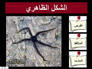 ‫الظاهري‬ ‫الشكل‬
‫القرص‬
‫المالقط‬
‫الميازيب‬
‫د‬.‫أكبر‬ ‫آمال‬
 