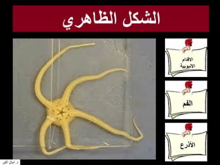 ‫الظاهري‬ ‫الشكل‬
‫االقدام‬
‫االنبوبية‬
‫الفم‬
‫األذرع‬
‫د‬.‫أكبر‬ ‫آمال‬
 