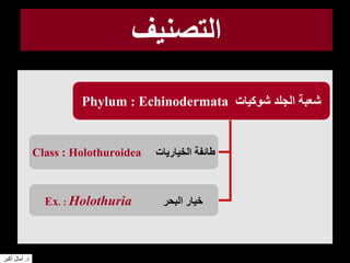 ‫التصنيف‬
Phylum : Echinodermata ‫شوكيات‬ ‫الجلد‬ ‫شعبة‬
Class : Holothuroidea ‫الخياريات‬ ‫طائفة‬
Ex. : Holothuria ‫البحر‬ ‫خيار‬
‫د‬.‫أكبر‬ ‫آمال‬
 