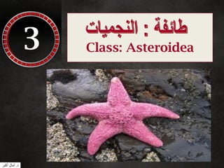 3 Class: Asteroidea
‫د‬.‫أكبر‬ ‫آمال‬
 
