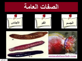 ‫العامة‬ ‫الصفات‬
‫الفم‬ ‫الجسم‬‫األجناس‬
‫د‬.‫أكبر‬ ‫آمال‬
 