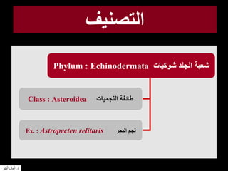 ‫التصنيف‬
Phylum : Echinodermata ‫شوكيات‬ ‫الجلد‬ ‫شعبة‬
Class : Asteroidea ‫النجميات‬ ‫طائفة‬
Ex. : Astropecten relitaris ‫البحر‬ ‫نجم‬
‫د‬.‫أكبر‬ ‫آمال‬
 