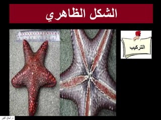 ‫الظاهري‬ ‫الشكل‬
‫التركيب‬
‫د‬.‫أكبر‬ ‫آمال‬
 