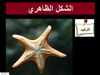 ‫الظاهري‬ ‫الشكل‬
‫التركيب‬
‫د‬.‫أكبر‬ ‫آمال‬
 
