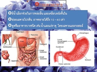 มีนาเมือกช่วยในการหล่อลื่นและเคลือบผนังชันใน
ย่อยเฉพาะโปรตีน อาจขยายได้ถึง10 -40เท่า
ดูดซึมอาหารบางชนิดเช่นนาและแร่ธาตุ โดยเฉพาะแอลกอฮอล์
 