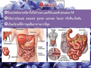 มีเอนไซม์หลายชนิดทังที่สร้างเองและที่ตับและตับอ่อนส่งมาให้
ได้แก่อะไมเลส มอลเทส ซูเครส แลกเตส ไลเปส ทริปซินเป็นต้น
เป็นอวัยวะที่มีการดูดซึมอาหารมากที่สุด
 
