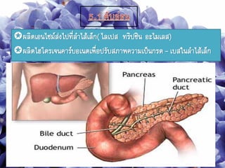 ผลิตเอนไซม์ส่งไปที่ลาไส้เล็ก(ไลเปส ทริปซิน อะไมเลส)
ผลิตไฮโดรเจนคาร์บอเนตเพื่อปรับสภาพความเป็นกรด- เบสในลาไส้เล็ก
 