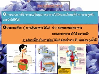 กระบวนการที่ร่างกายเปลี่ยนสภาพอาหารให้มีขนาดเล็กพอที่ร่างกายจะดูดซึม
และนาไปใช้ได้
ประกอบด้วย 1) ทางเดินอาหารได้แก่ ปากคอหอยหลอดอาหาร
กระเพาะอาหารลาไส้ทวารหนัก
2) อวัยวะที่ช่วยในการย่อยได้แก่ต่อมนาลายตับ ตับอ่อนถุงนาดี
 