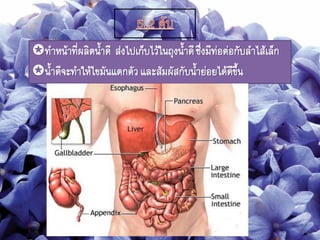 ทาหน้าที่ผลิตนาดี ส่งไปเก็บไว้ในถุงนาดีซึ่งมีท่อต่อกับลาไส้เล็ก
นาดีจะทาให้ไขมันแตกตัวและสัมผัสกับนาย่อยได้ดีขึน
 