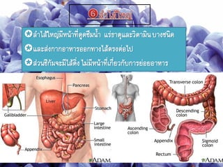 ลาไส้ใหญ่มีหน้าที่ดูดซึมนา แร่ธาตุและวิตามินบางชนิด
และส่งกากอาหารออกทางไส้ตรงต่อไป
ส่วนซีกัมจะมีไส้ติ่งไม่มีหน้าที่เกี่ยวกับการย่อยอาหาร
 