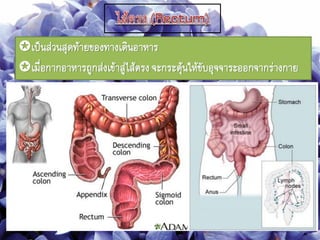เป็นส่วนสุดท้ายของทางเดินอาหาร
เมื่อกากอาหารถูกส่งเข้าสู่ไส้ตรงจะกระตุ้นให้ขับอุจจาระออกจากร่างกาย
 
