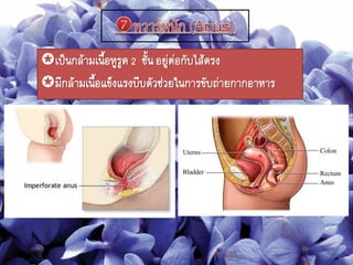 เป็นกล้ามเนือหูรูด2 ชันอยู่ต่อกับไส้ตรง
มีกล้ามเนือแข็งแรงบีบตัวช่วยในการขับถ่ายกากอาหาร
 