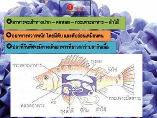 อาหารจะเข้าทางปาก– คอหอย– กระเพาะอาหาร– ลาไส้
ออกทางทวารหนักโดยมีตับและตับอ่อนเหมือนคน
ปลาที่กินพืชจะมีทางเดินอาหารที่ยาวกกว่าปลากินเนือ
 