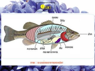 ปลา
 