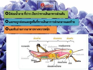 มีต่อมนาลาย ที่ปาก เรียกว่าทางเดินอาหารส่วนต้น
และจะถูกย่อยและดูดซึมที่ทางเดินอาการส่วนกลางและท้าย
และขับถ่ายกากอาหารทางทวารหนัก
 