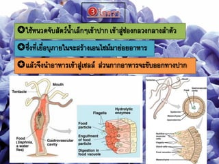 ใช้หนวดจับสัตว์นาเล็กๆเข้าปาก เข้าสู่ช่องกลวงกลางลาตัว
ซึ่งที่เยื่อบุภายในจะสร้างเอนไซม์มาย่อยอาหาร
แล้วจึงนาอาหารเข้าสู่เซลล์ ส่วนกากอาหารจะขับออกทางปาก
 