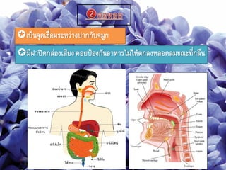 เป็นจุดเชื่อมระหว่างปากกับจมูก
มีฝาปิดกล่องเสียงคอยป้องกันอาหารไม่ให้ตกลงหลอดลมขณะที่กลืน
 