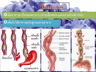 เมื่ออาหารมาถึงหลอดอาหารกล้ามเนือจะหดและคลายตัวสลับกันไป
เพื่อบีบให้อาหารลงไปสู่กระเพาะอาหาร
 