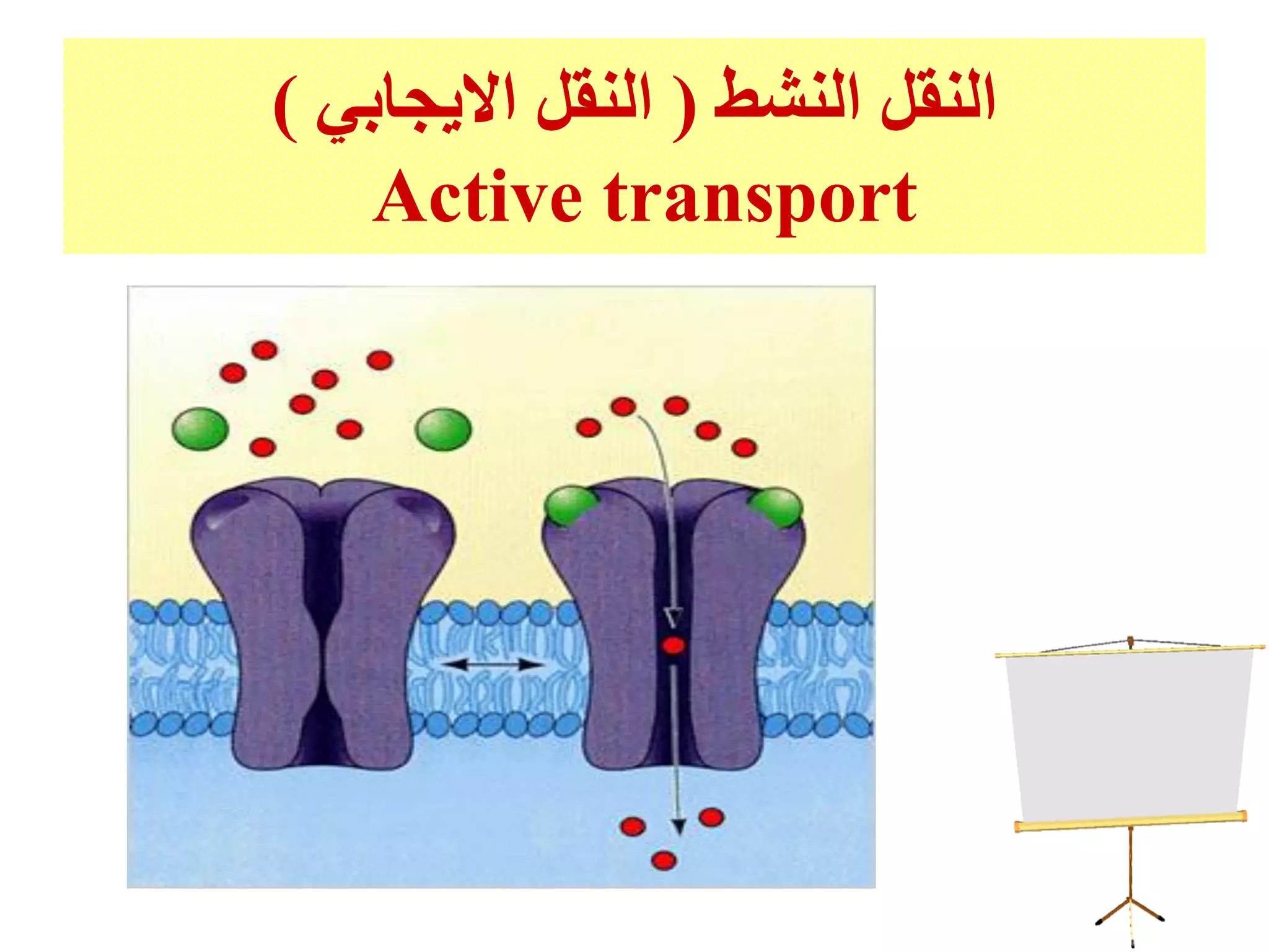 ‫النشط‬ ‫النقل‬(‫االيجابي‬ ‫النقل‬)
Active transport
 
