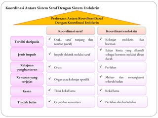 Koordinasi sarafKoordinasi saraf
Perbezaan Antara Koordinasi Saraf
Dengan Koordinasi Endokrin
Koordinasi endokrinKoordinasi endokrin
 Otak, saraf tunjang dan
neuron (saraf)
 Kelenjar endokrin dan
hormon
 Impuls elektrik melalui saraf
 Bahan kimia yang dikenali
sebagai hormon melalui aliran
darah
 Cepat  Perlahan
 Organ atau kelenjar spesifik
 Meluas dan merangkumi
seluruh badan
 Tidak kekal lama  Kekal lama
 Cepat dan sementara  Perlahan dan berkekalan
Terdiri daripada
Jenis impuls
Kelajuan
penghantaran
Kawasan yang
terjejas
Kesan
Tindak balas
Koordinasi Antara Sistem Saraf Dengan Sistem Endokrin
 