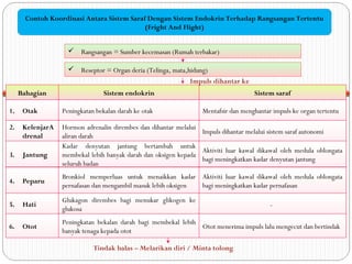 Contoh Koordinasi Antara Sistem Saraf Dengan Sistem Endokrin Terhadap Rangsangan Tertentu
(Fright And Flight)
 Rangsangan = Sumber kecemasan (Rumah terbakar)
 Reseptor = Organ deria (Telinga, mata,hidung)
Bahagian Sistem endokrin Sistem saraf
Impuls dihantar ke
1. Otak Peningkatan bekalan darah ke otak Mentafsir dan menghantar impuls ke organ tertentu
2. KelenjarA
drenal
Hormon adrenalin dirembes dan dihantar melalui
aliran darah
Impuls dihantar melalui sistem saraf autonomi
3. Jantung
Kadar denyutan jantung bertambah untuk
membekal lebih banyak darah dan oksigen kepada
seluruh badan
Aktiviti luar kawal dikawal oleh medula oblongata
bagi meningkatkan kadar denyutan jantung
4. Peparu
Bronkiol memperluas untuk menaikkan kadar
pernafasan dan mengambil masuk lebih oksigen
Aktiviti luar kawal dikawal oleh medula oblongata
bagi meningkatkan kadar pernafasan
5. Hati
Glukagon dirembes bagi menukar glikogen ke
glukosa
6. Otot
Peningkatan bekalan darah bagi membekal lebih
banyak tenaga kepada otot
Otot menerima impuls lalu mengecut dan bertindak
Tindak balas – Melarikan diri / Minta tolong
-
 