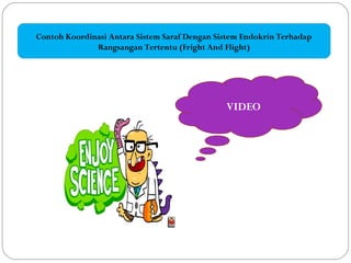 Contoh Koordinasi Antara Sistem Saraf Dengan Sistem Endokrin Terhadap
Rangsangan Tertentu (Fright And Flight)
VIDEO
 