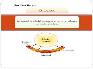 Kelenjar EndokrinKelenjar Endokrin
Kelenjar endokrin adalah kelenjar tanpa duktus yang merembes hormon
terus ke dalam aliran darah.
Kelenjar
endokrin
Salur darah
Hormon
Aliran darah
Koordinasi Hormon
 