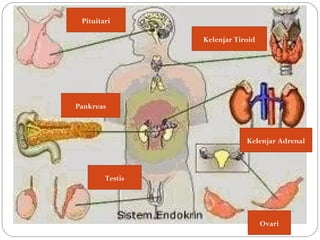 Pituitari
Kelenjar Tiroid
Kelenjar Adrenal
Testis
Ovari
Pankreas
 