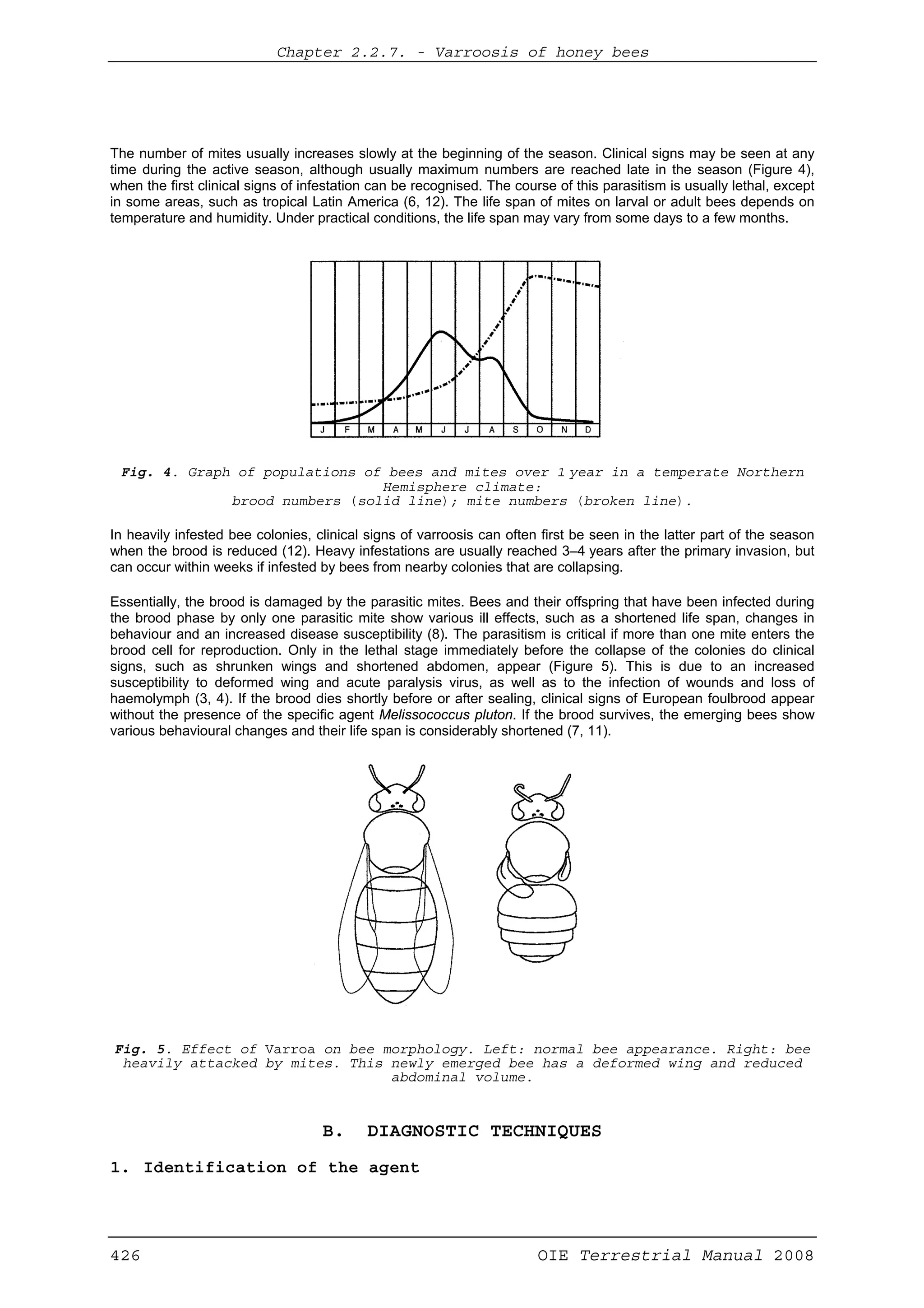 Chapter 2.2.7. -- Varroosis of honey bees
426 OIE Terrestrial Manual 2008
The number of mites usually increases slowly at the beginning of the season. Clinical signs may be seen at any
time during the active season, although usually maximum numbers are reached late in the season (Figure 4),
when the first clinical signs of infestation can be recognised. The course of this parasitism is usually lethal, except
in some areas, such as tropical Latin America (6, 12). The life span of mites on larval or adult bees depends on
temperature and humidity. Under practical conditions, the life span may vary from some days to a few months.
Fig. 4. Graph of populations of bees and mites over 1 year in a temperate Northern
Hemisphere climate:
brood numbers (solid line); mite numbers (broken line).
In heavily infested bee colonies, clinical signs of varroosis can often first be seen in the latter part of the season
when the brood is reduced (12). Heavy infestations are usually reached 3–4 years after the primary invasion, but
can occur within weeks if infested by bees from nearby colonies that are collapsing.
Essentially, the brood is damaged by the parasitic mites. Bees and their offspring that have been infected during
the brood phase by only one parasitic mite show various ill effects, such as a shortened life span, changes in
behaviour and an increased disease susceptibility (8). The parasitism is critical if more than one mite enters the
brood cell for reproduction. Only in the lethal stage immediately before the collapse of the colonies do clinical
signs, such as shrunken wings and shortened abdomen, appear (Figure 5). This is due to an increased
susceptibility to deformed wing and acute paralysis virus, as well as to the infection of wounds and loss of
haemolymph (3, 4). If the brood dies shortly before or after sealing, clinical signs of European foulbrood appear
without the presence of the specific agent Melissococcus pluton. If the brood survives, the emerging bees show
various behavioural changes and their life span is considerably shortened (7, 11).
Fig. 5. Effect of Varroa on bee morphology. Left: normal bee appearance. Right: bee
heavily attacked by mites. This newly emerged bee has a deformed wing and reduced
abdominal volume.
B. DIAGNOSTIC TECHNIQUES
1. Identification of the agent
 