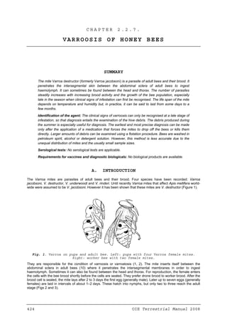 424 OIE Terrestrial Manual 2008
C H A P T E R 2 . 2 . 7 .
VARROOSIS OF HONEY BEES
SUMMARY
The mite Varroa destructor (formerly Varroa jacobsoni) is a parasite of adult bees and their brood. It
penetrates the intersegmental skin between the abdominal sclera of adult bees to ingest
haemolymph. It can sometimes be found between the head and thorax. The number of parasites
steadily increases with increasing brood activity and the growth of the bee population, especially
late in the season when clinical signs of infestation can first be recognised. The life span of the mite
depends on temperature and humidity but, in practice, it can be said to last from some days to a
few months.
Identification of the agent: The clinical signs of varroosis can only be recognised at a late stage of
infestation, so that diagnosis entails the examination of the hive debris. The debris produced during
the summer is especially useful for diagnosis. The earliest and most precise diagnosis can be made
only after the application of a medication that forces the mites to drop off the bees or kills them
directly. Larger amounts of debris can be examined using a flotation procedure. Bees are washed in
petroleum spirit, alcohol or detergent solution. However, this method is less accurate due to the
unequal distribution of mites and the usually small sample sizes.
Serological tests: No serological tests are applicable.
Requirements for vaccines and diagnostic biologicals: No biological products are available.
A. INTRODUCTION
The Varroa mites are parasites of adult bees and their brood. Four species have been recorded: Varroa
jacobsoni, V. destructor, V. underwoodi and V. rinderi. Until recently Varroa mites that affect Apis mellifera world-
wide were assumed to be V. jacobsoni. However it has been shown that these mites are V. destructor (Figure 1).
Fig. 1. Varroa on pupa and adult bee. Left: pupa with four Varroa female mites.
Right: worker bee with two female mites.
They are responsible for the condition of varroosis or varroatosis (1, 2). The mite inserts itself between the
abdominal sclera in adult bees (10) where it penetrates the intersegmental membranes in order to ingest
haemolymph. Sometimes it can also be found between the head and thorax. For reproduction, the female enters
the cells with the bee brood shortly before the cells are sealed. They prefer drone brood to worker brood. After the
brood cell is sealed, the mite lays after 2 to 3 days the first egg (generally male). Later up to seven eggs (generally
females) are laid in intervals of about 1–2 days. These hatch into nymphs, but only two to three reach the adult
stage (Figs 2 and 3).
 