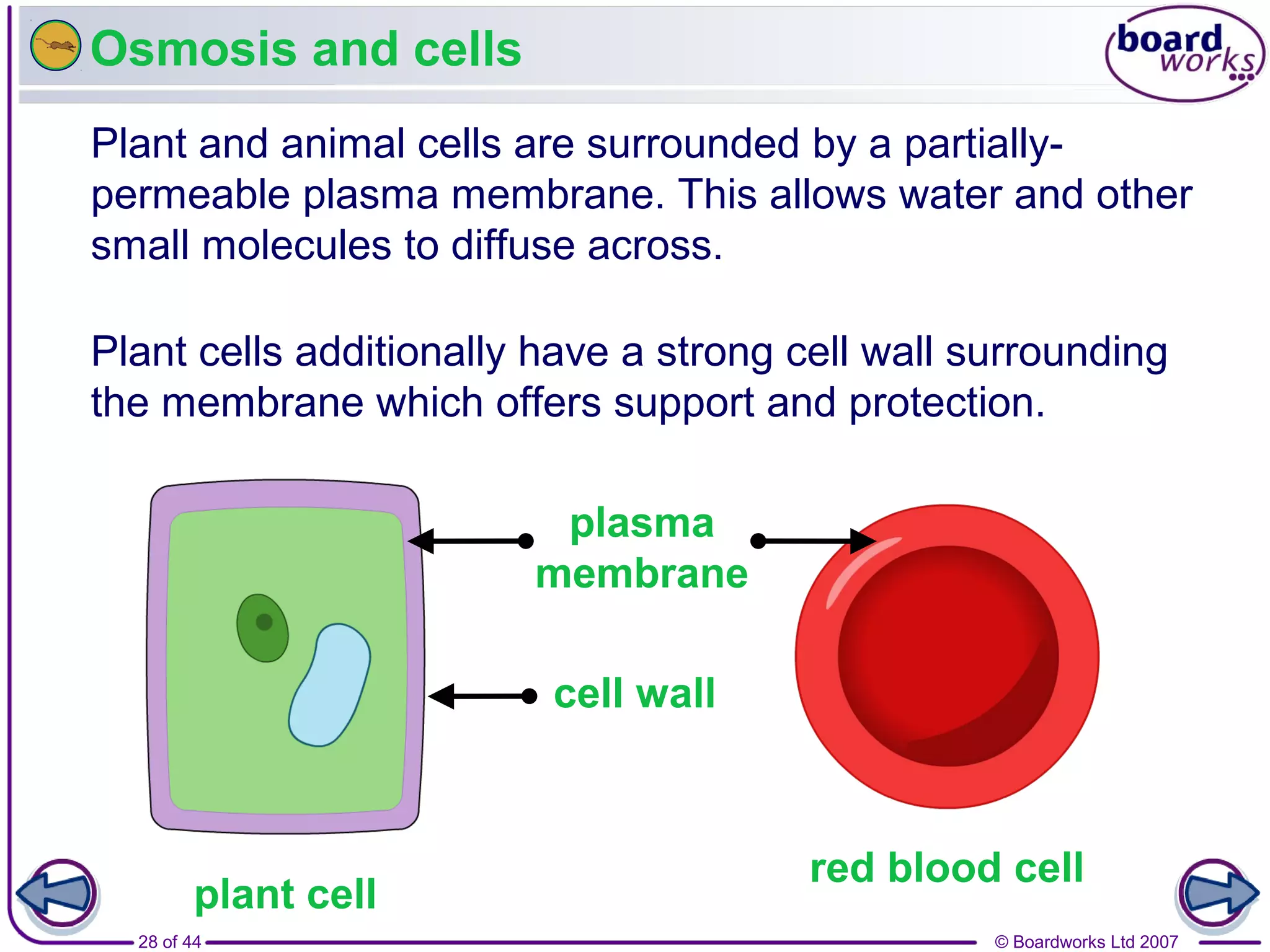 Movement in and out of cells | PPT