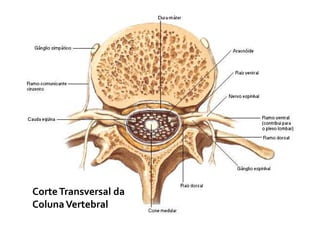 Estrutura Básica do Sistema Nervoso