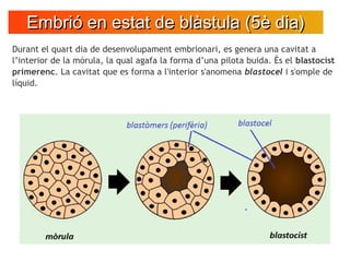Embrió en estat de blàstula (5è dia)Embrió en estat de blàstula (5è dia)
Durant el quart dia de desenvolupament embrionari...