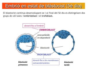 Embrió en estat de blàstocist (5è dia)Embrió en estat de blàstocist (5è dia)
El blastocist continua desenvolupant-se i al ...