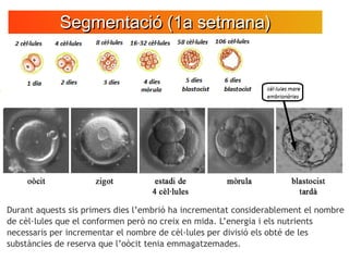 Durant aquests sis primers dies l’embrió ha incrementat considerablement el nombre
de cèl·lules que el conformen però no c...