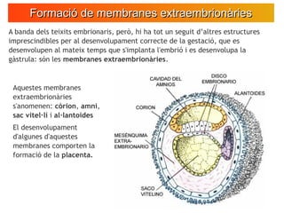 Formació de membranes extraembrionàriesFormació de membranes extraembrionàries
A banda dels teixits embrionaris, però, hi ...
