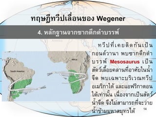 ทฤษฎีทวีปเลื่อนของ Wegener
14
4. หลักฐานจากซากดึกดาบรรพ์
ทวีปที่เคยติดกันเป็ น
กอนด์วานา พบซากดึกดา
บรรพ์ Mesosaurus เป็น
สัตว์เลื้อยคลานที่อาศัยในน้า
จืด พบเฉพาะบริเวณทวีป
อเมริกาใต้ และแอฟริกาตอน
ใต้เท่านั้น เนื่องจากเป็นสัตว์
น้าจืด จึงไม่สามารถที่จะว่าย
น้าข้ามมหาสมุทรได้
 