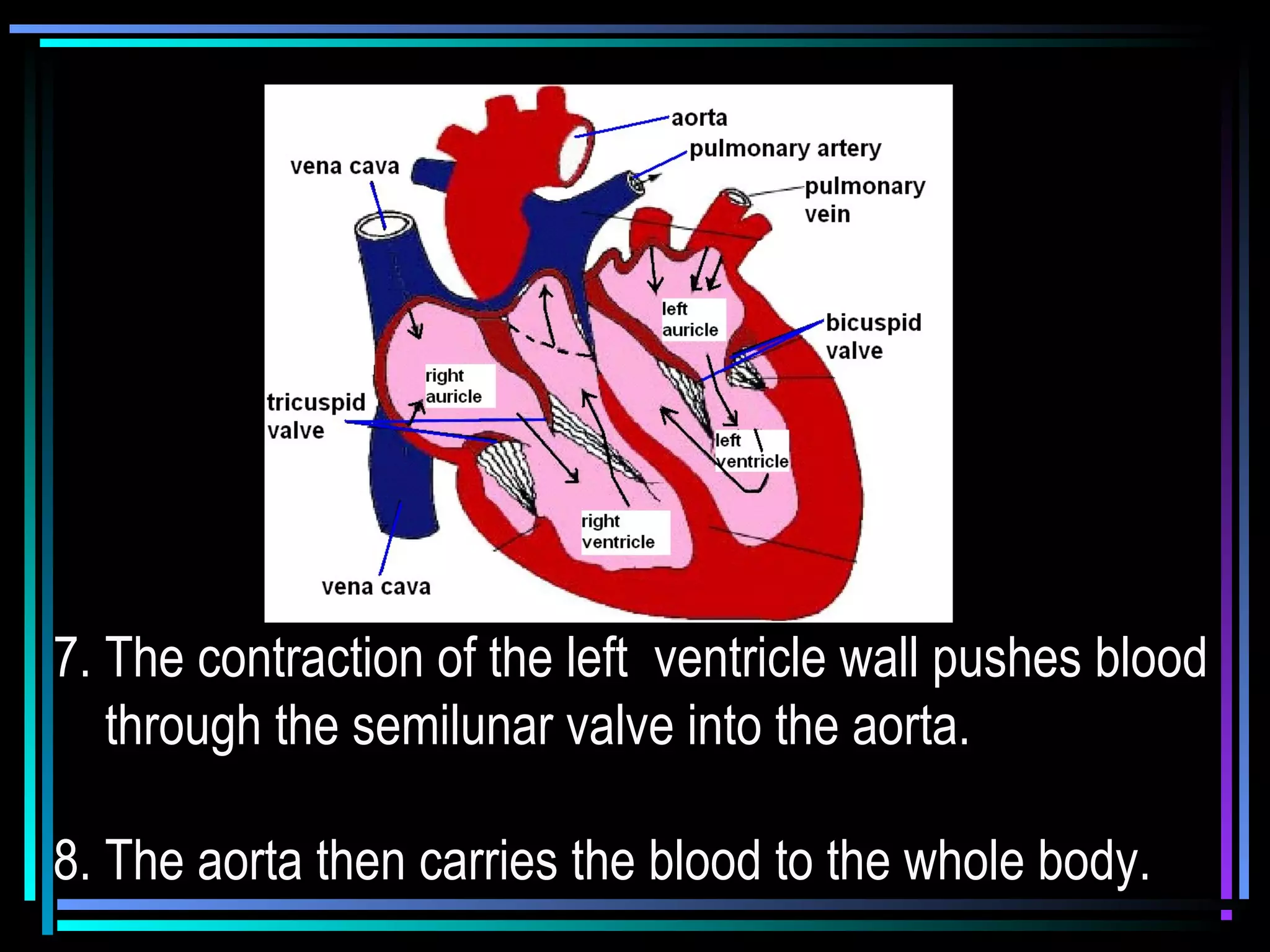 7. The contraction of the left ventricle wall pushes blood
through the semilunar valve into the aorta.
8. The aorta then carries the blood to the whole body.
 