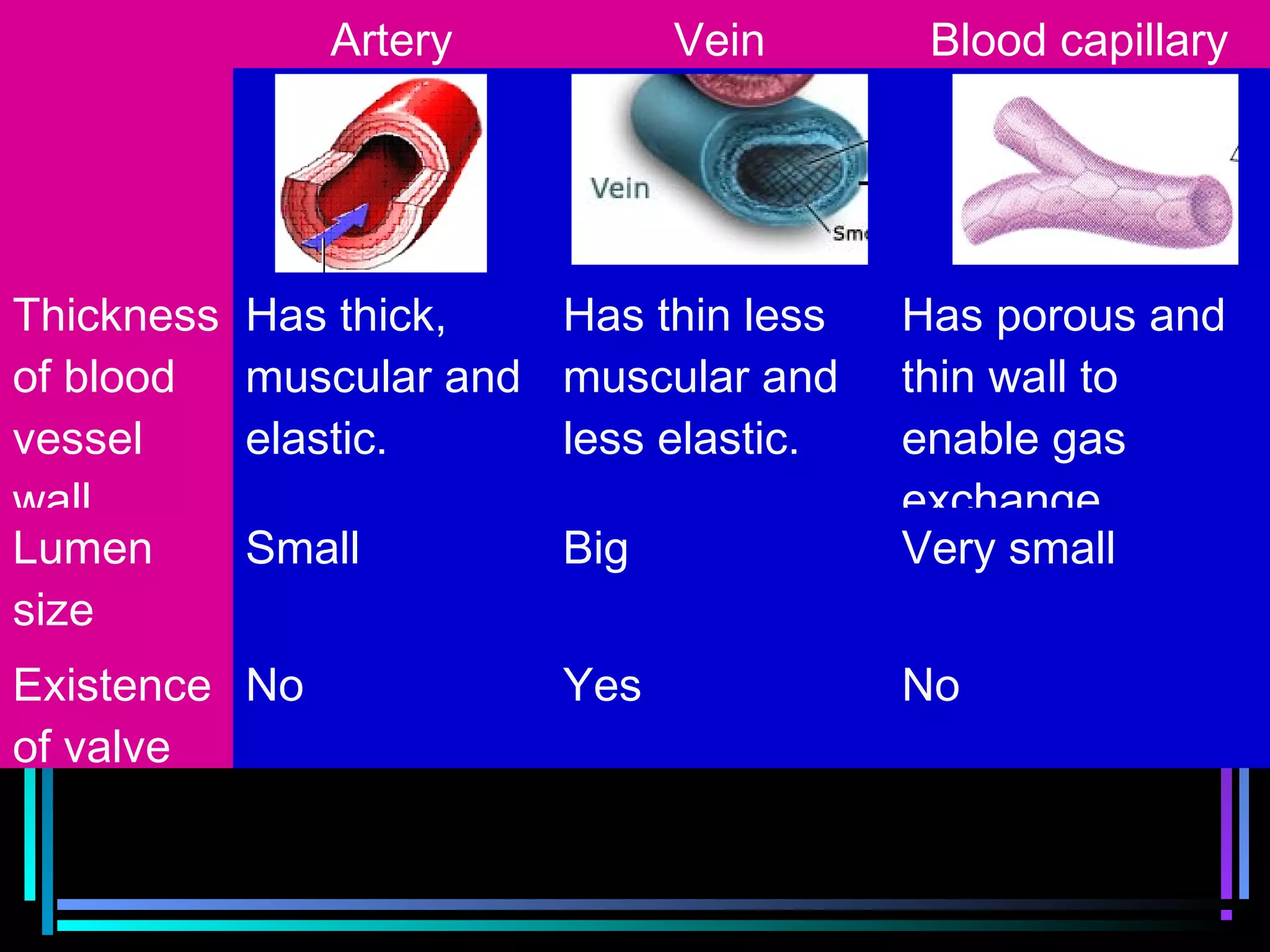 Artery Vein Blood capillary
Thickness
of blood
vessel
wall
Has thick,
muscular and
elastic.
Has thin less
muscular and
less elastic.
Has porous and
thin wall to
enable gas
exchange
Lumen
size
Small Big Very small
Existence
of valve
No Yes No
 