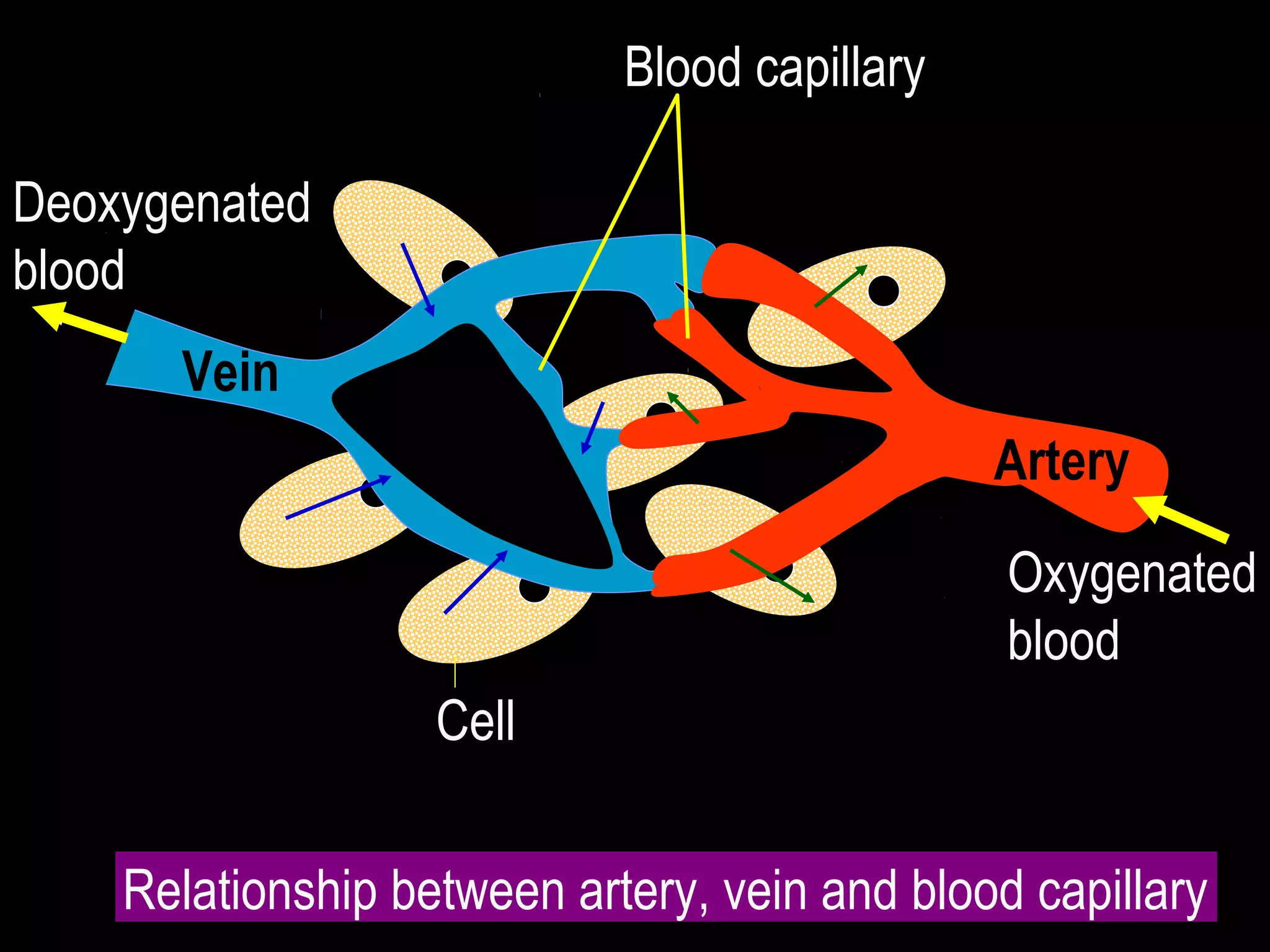 Deoxygenated
blood
Vein
Artery
Blood capillary
Oxygenated
blood
Relationship between artery, vein and blood capillary
Cell
 