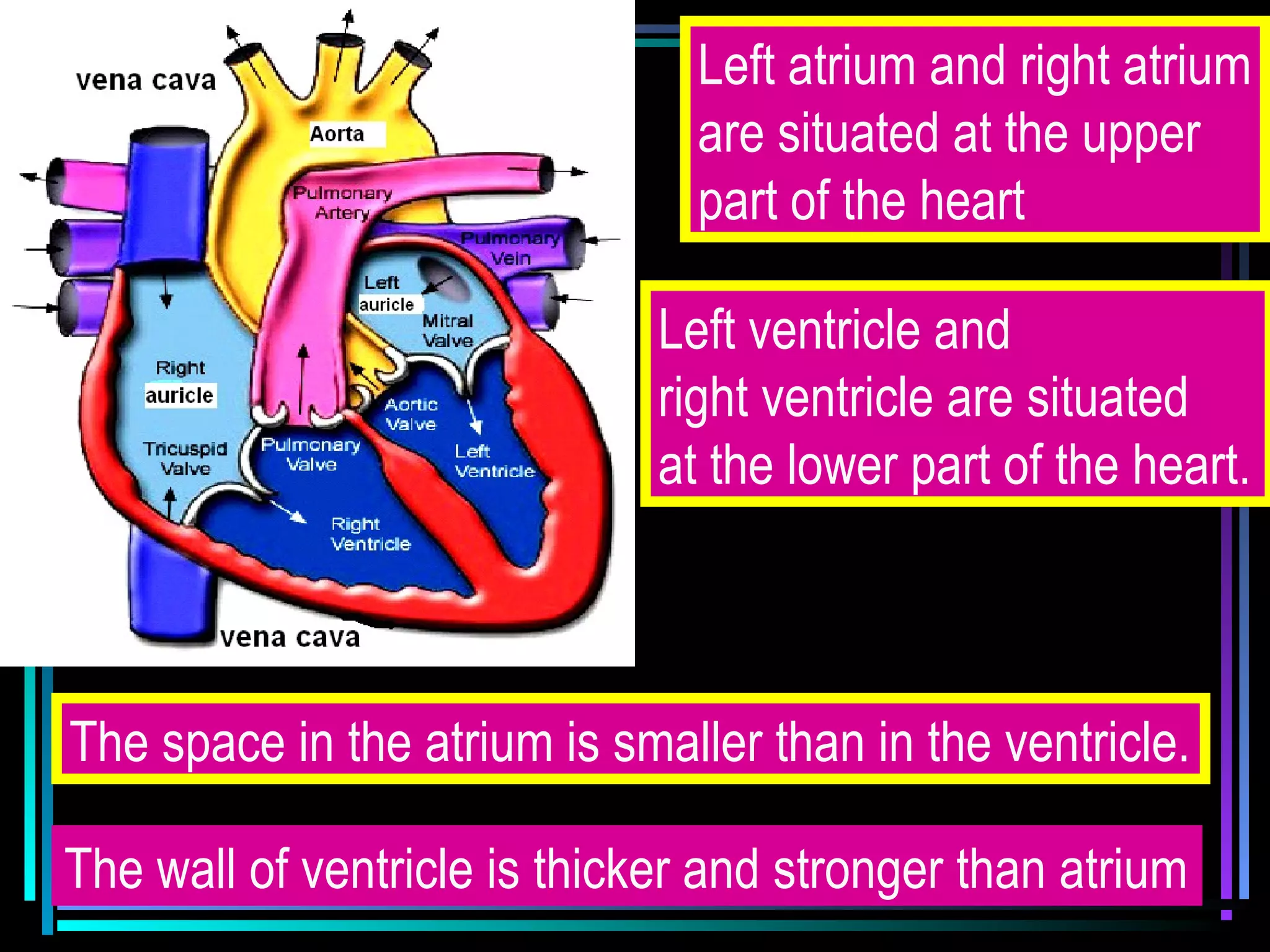 Left atrium and right atrium
are situated at the upper
part of the heart
Left ventricle and
right ventricle are situated
at the lower part of the heart.
The space in the atrium is smaller than in the ventricle.
The wall of ventricle is thicker and stronger than atrium
 