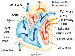 Right ventricle
S
Vena cava
Tricuspid
Valve
Right
atrium
Left ventricle
Bicuspid valve
Left atrium
Semilunar valve
Pulmonary
veins
Vena cava
Aorta
Pulmonary
artery
 