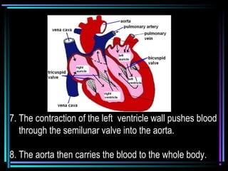 7. The contraction of the left ventricle wall pushes blood
through the semilunar valve into the aorta.
8. The aorta then carries the blood to the whole body.
 