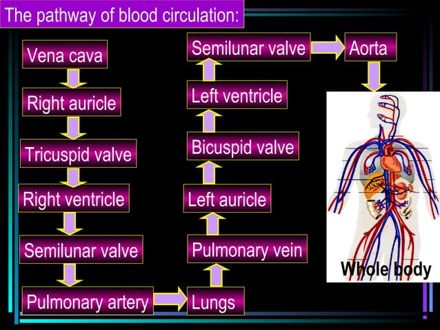 2.1 blood circulation | PPT