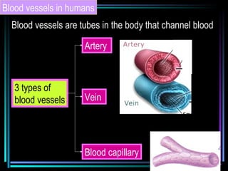 Blood vessels in humans
Blood vessels are tubes in the body that channel blood
3 types of
blood vessels
Artery
Vein
Blood capillary
 