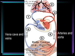 Vena cava and
veins
Arteries and
aorta
 