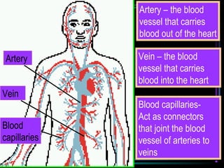 Artery
Vein
Artery – the blood
vessel that carries
blood out of the heart
Vein – the blood
vessel that carries
blood into the heart
Blood
capillaries
Blood capillaries-
Act as connectors
that joint the blood
vessel of arteries to
veins
 