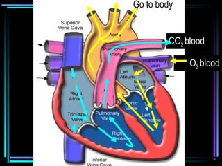 CO2 blood
O2 blood
Go to body
 