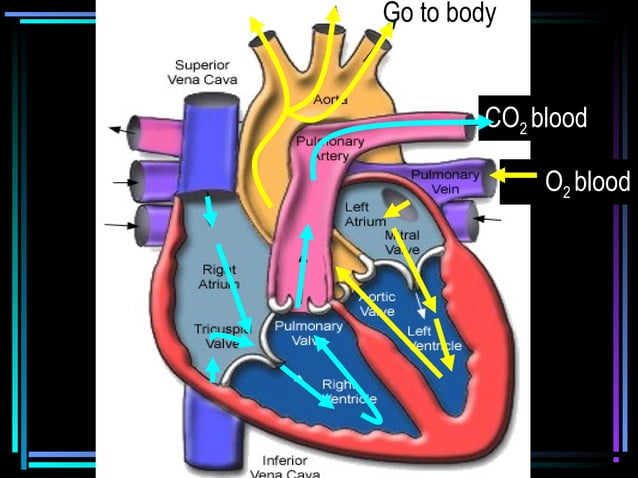2.1 blood circulation | PPT
