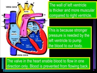The wall of left ventricle
is thicker and more muscular
compared to right ventricle.
This is because stronger
pressure is needed by the
left ventricle to pump
the blood to our body.
The valve in the heart enable blood to flow in one
direction only. Blood is prevented from flowing back.
 